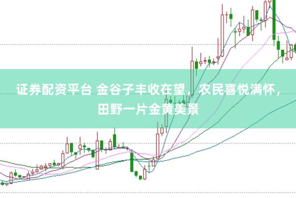 证券配资平台 金谷子丰收在望，农民喜悦满怀，田野一片金黄美景